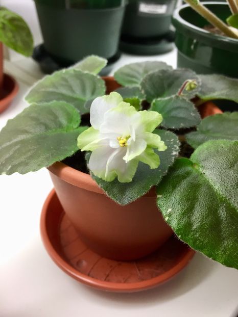 A7D471FF-7C82-44DB-A838-0B87D3155658 - Green Dragon