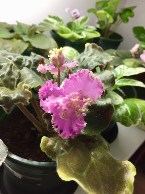 BE998EB1-8DF2-4762-A0E5-0F720C958349 - Highschool Sweetheart