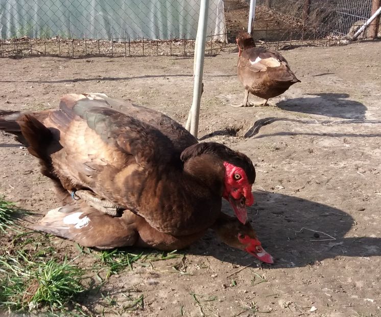  - Rațe leșești ciocolatii