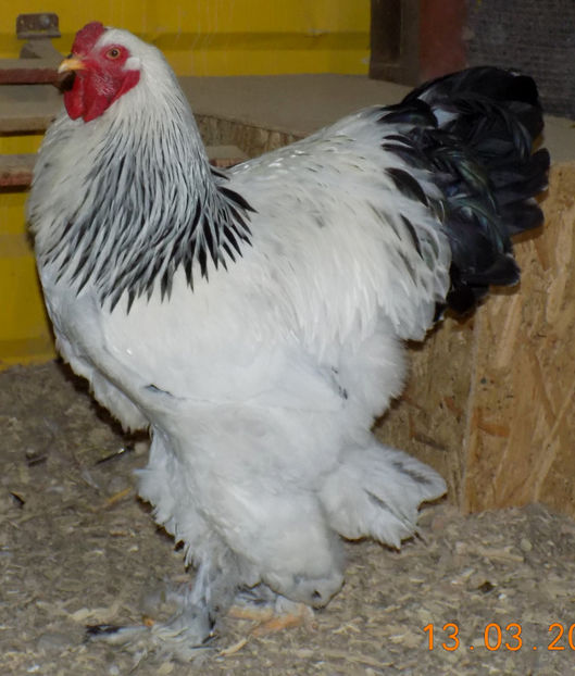  - 03-BRAHMA HD 2019