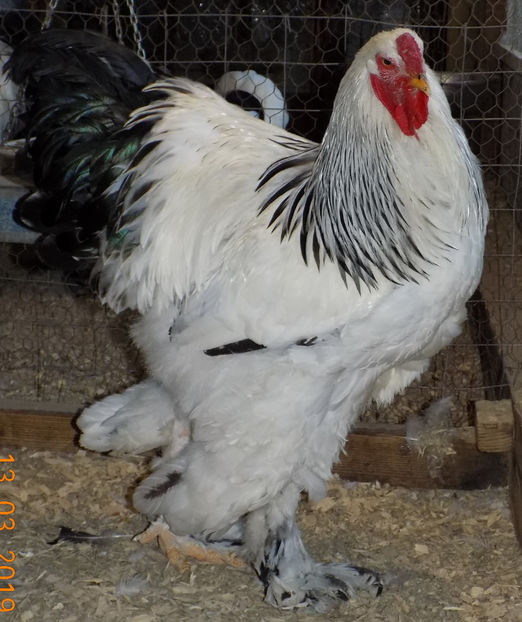  - 03-BRAHMA HD 2019