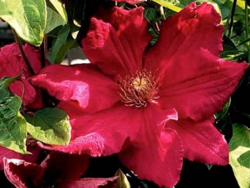Clematis-Solidarnosc - SOLIDAMOSC