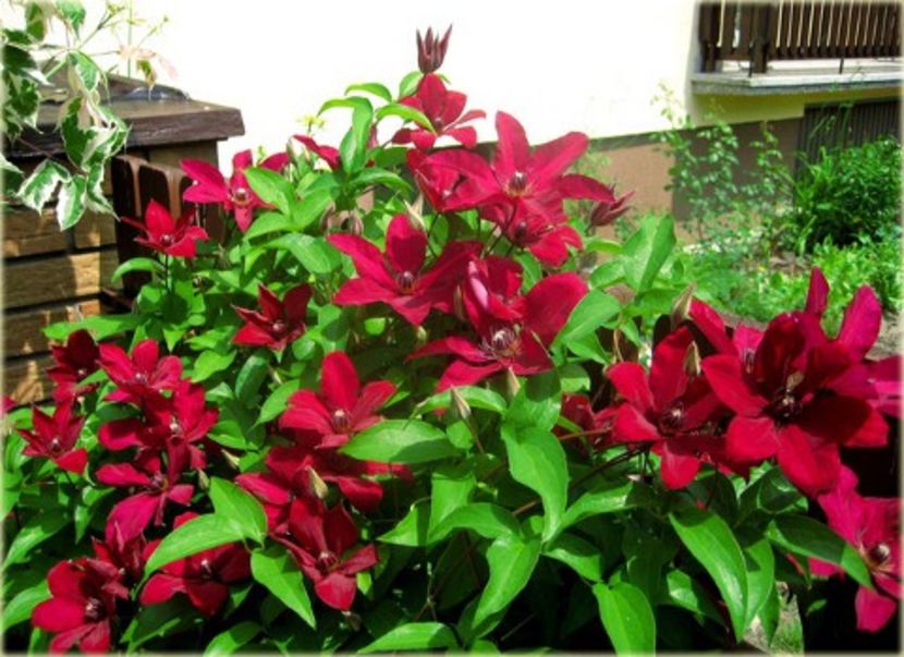 solidarnosc_clematis - SOLIDAMOSC