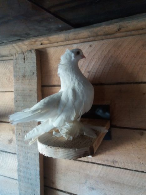  - Porumbei siberieni