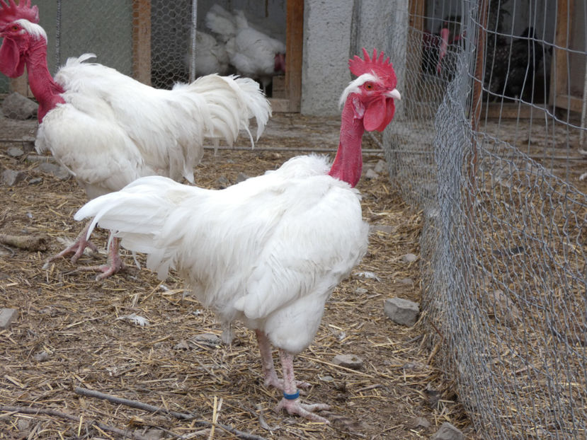 P1020006 - Matca 2019