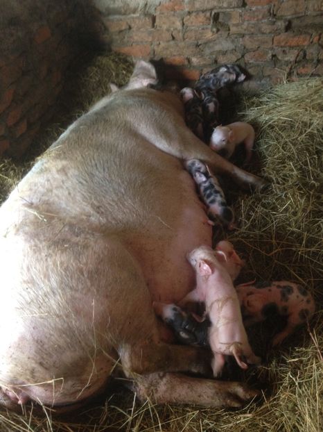  - Purcei 2017-2018-2019-2020