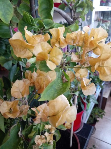  - Bougainvillea