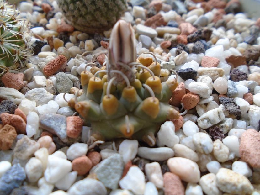 Turbinicarpus panarottoi - Cactusi 2019