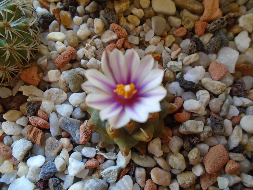 Turbinicarpus panarottoi - Cactusi 2019