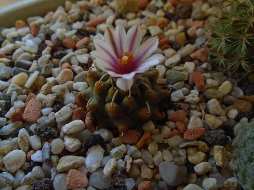 Turbinicarpus panarottoi - Cactusi 2019