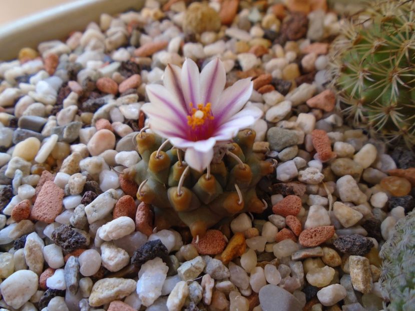 Turbinicarpus panarottoi - Cactusi 2019
