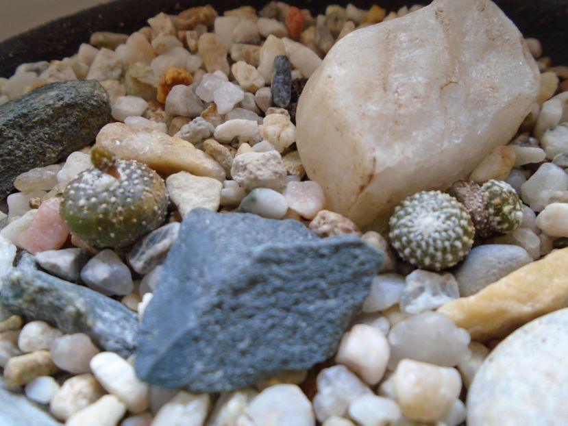 Blossfeldia lilliputana v. atroviridis - Cactusi 2019