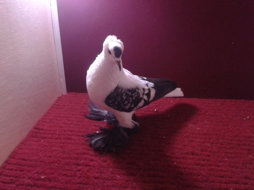 02. Femela EE RO 18 688 - 24 Randunica de Saxonia ------------- femele de vanzare