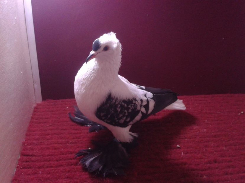 03. Femela EE RO 18 688 - 24 Randunica de Saxonia ------------- femele de vanzare