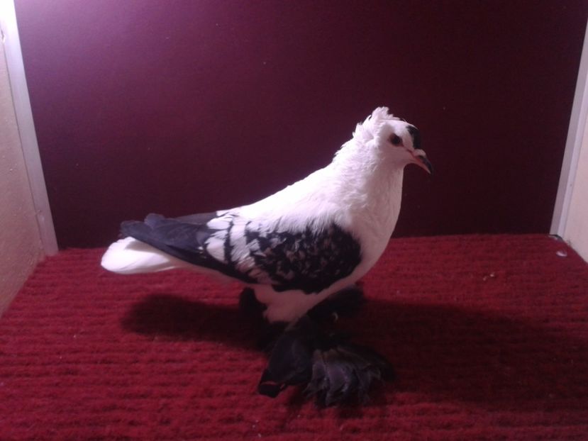 04. Femela EE RO 18 688 - 24 Randunica de Saxonia ------------- femele de vanzare