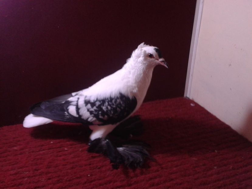 06. Femela EE RO 18 688 - 24 Randunica de Saxonia ------------- femele de vanzare