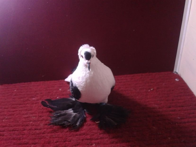 07. Femela EE RO 18 688 - 24 Randunica de Saxonia ------------- femele de vanzare