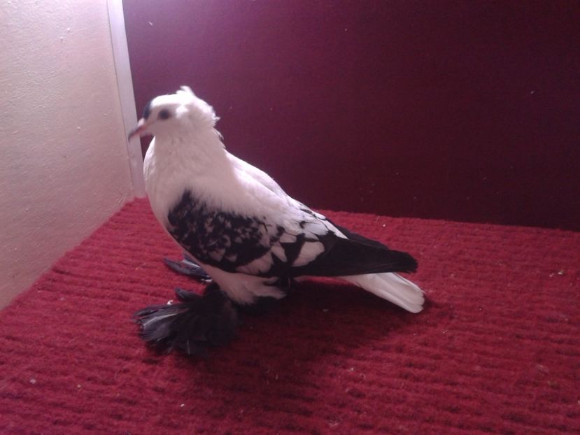 09. Femela EE RO 18 688 - 24 Randunica de Saxonia ------------- femele de vanzare