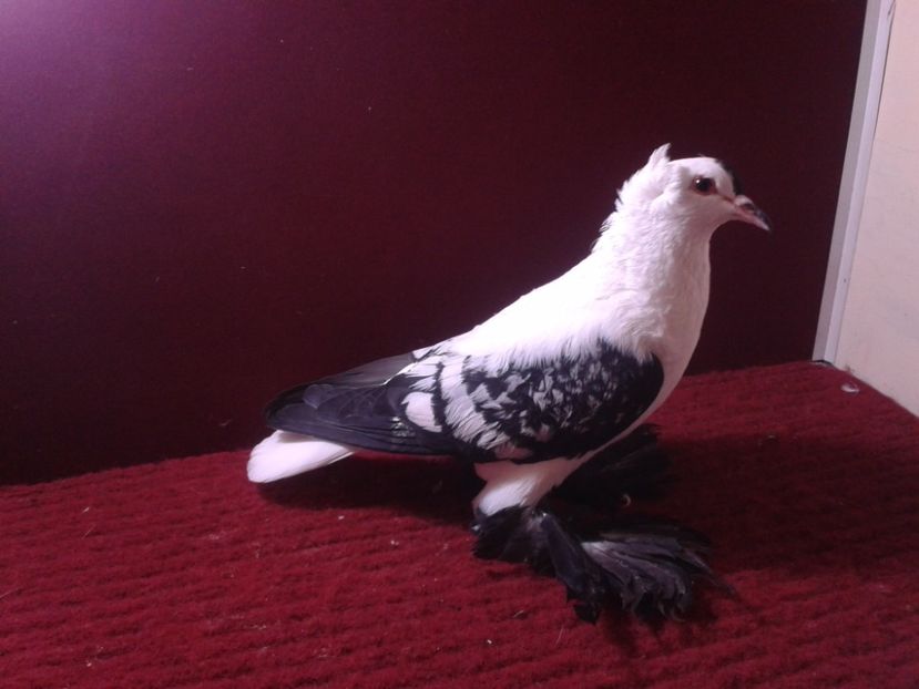 11. Femela EE RO 18 688 - 24 Randunica de Saxonia ------------- femele de vanzare