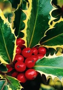 Laur -3 - LAURUL ILEX