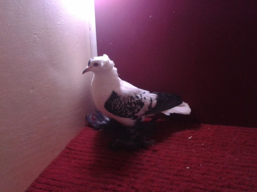 01. Mascul EE RO 18 687 - 23 Randunica de Saxonia ------------- masculi de vanzare