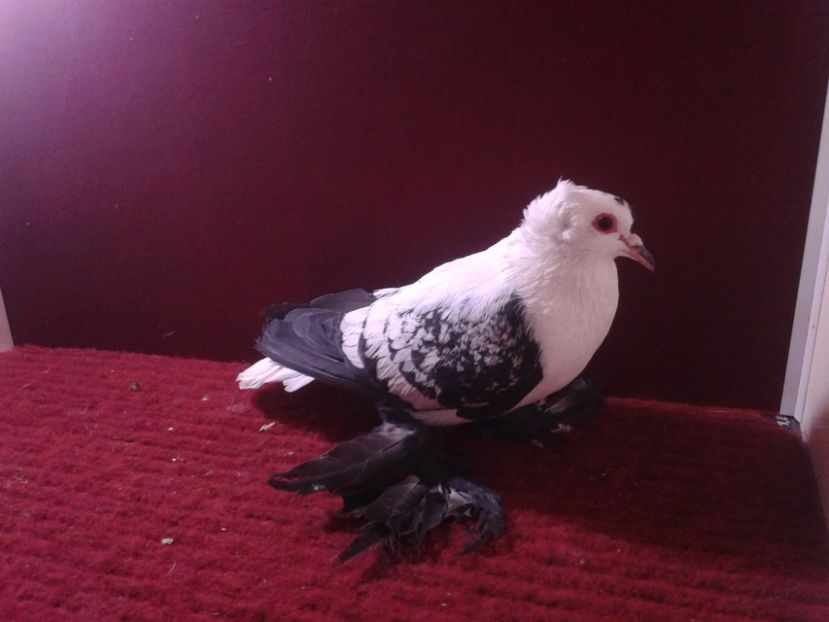 03. Mascul EE RO 18 687 - 23 Randunica de Saxonia ------------- masculi de vanzare