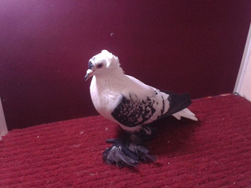 07. Mascul EE RO 18 687 - 23 Randunica de Saxonia ------------- masculi de vanzare