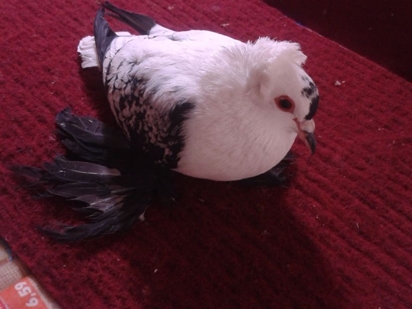 08. Mascul EE RO 18 687 - 23 Randunica de Saxonia ------------- masculi de vanzare