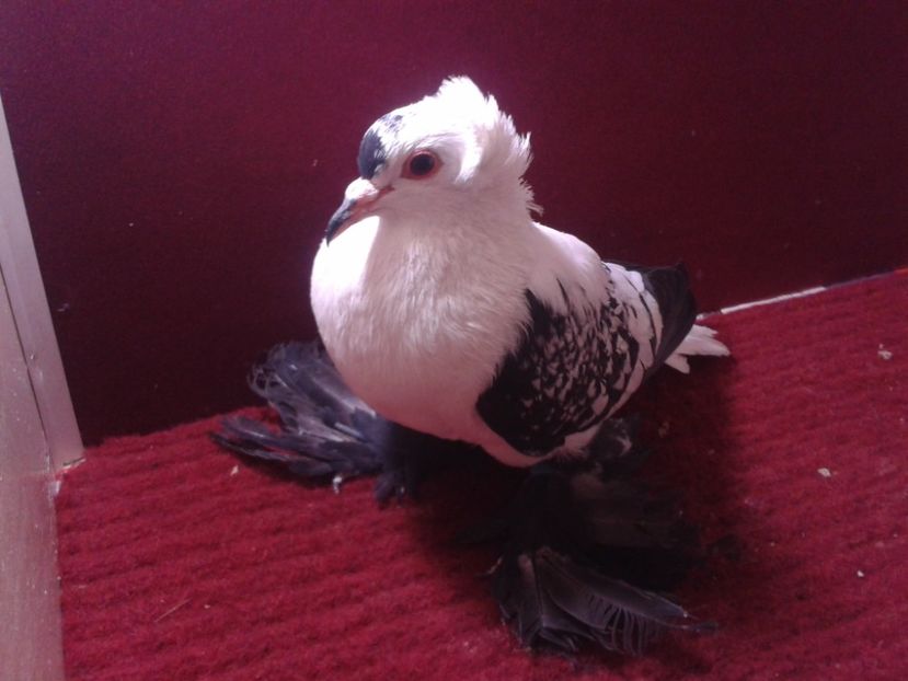 12. Mascul EE RO 18 687 - 23 Randunica de Saxonia ------------- masculi de vanzare