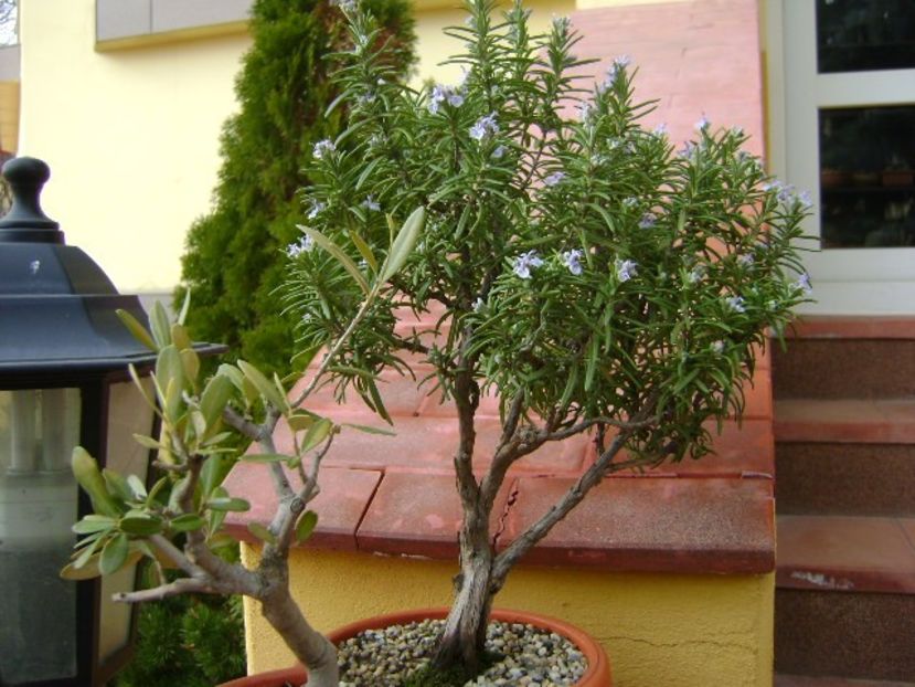 Rozmarin in floare - Bonsai si prebonsai 2018-2020