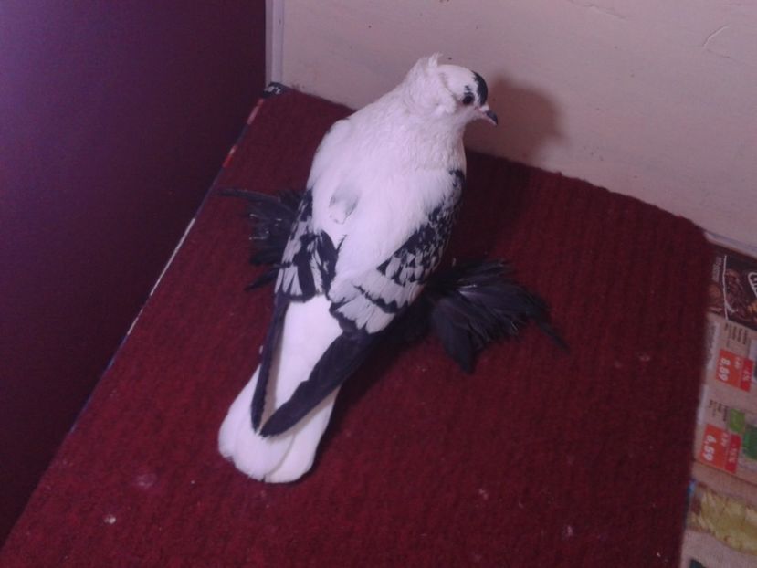 07. Mascul EE RO 18 683 - 23 Randunica de Saxonia ------------- masculi de vanzare