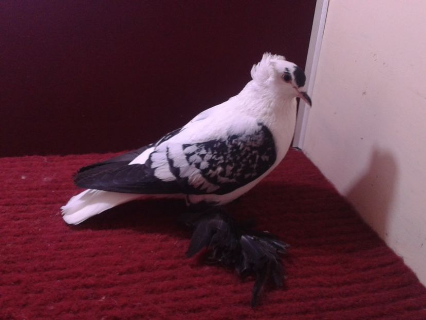 09. Mascul EE RO 18 683 - 23 Randunica de Saxonia ------------- masculi de vanzare