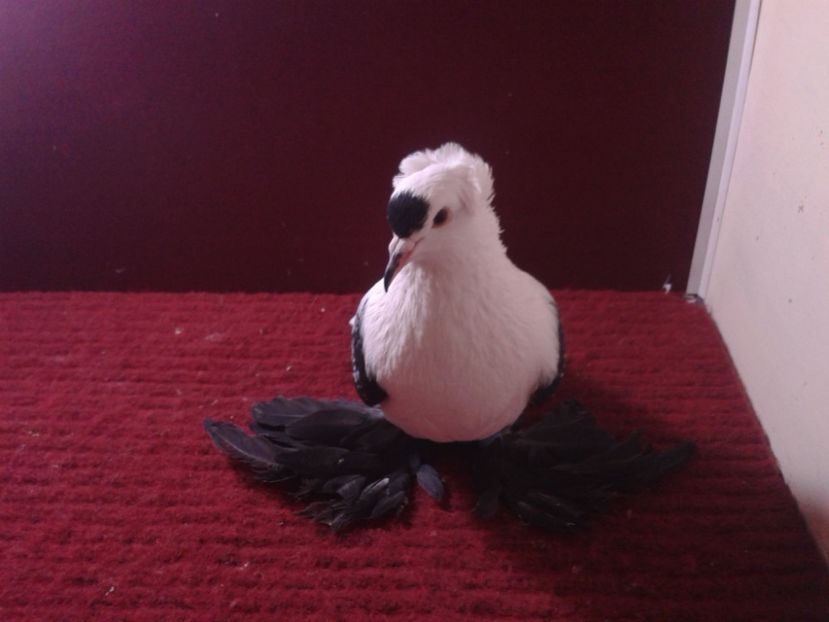 01. Mascul EE RO 18 687 - 23 Randunica de Saxonia ------------- masculi de vanzare