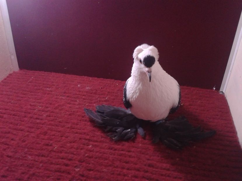 02. Mascul EE RO 18 687 - 23 Randunica de Saxonia ------------- masculi de vanzare