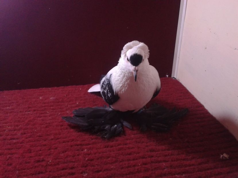 03. Mascul EE RO 18 687 - 23 Randunica de Saxonia ------------- masculi de vanzare