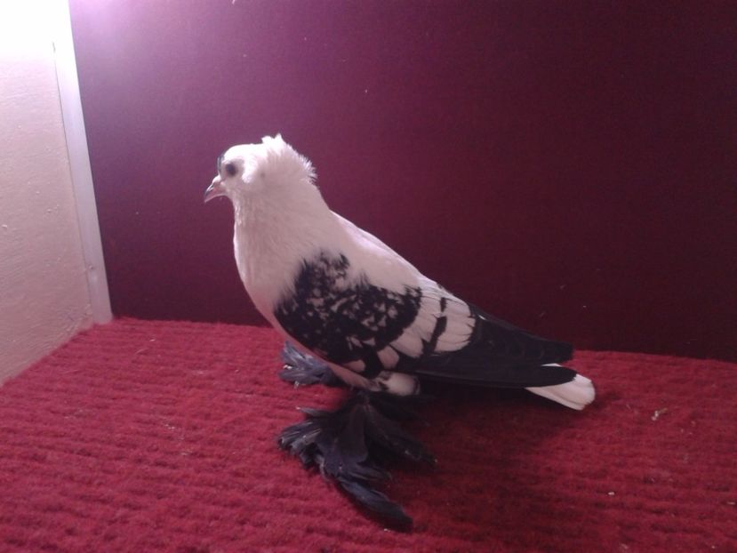 04. Mascul EE RO 18 687 - 23 Randunica de Saxonia ------------- masculi de vanzare