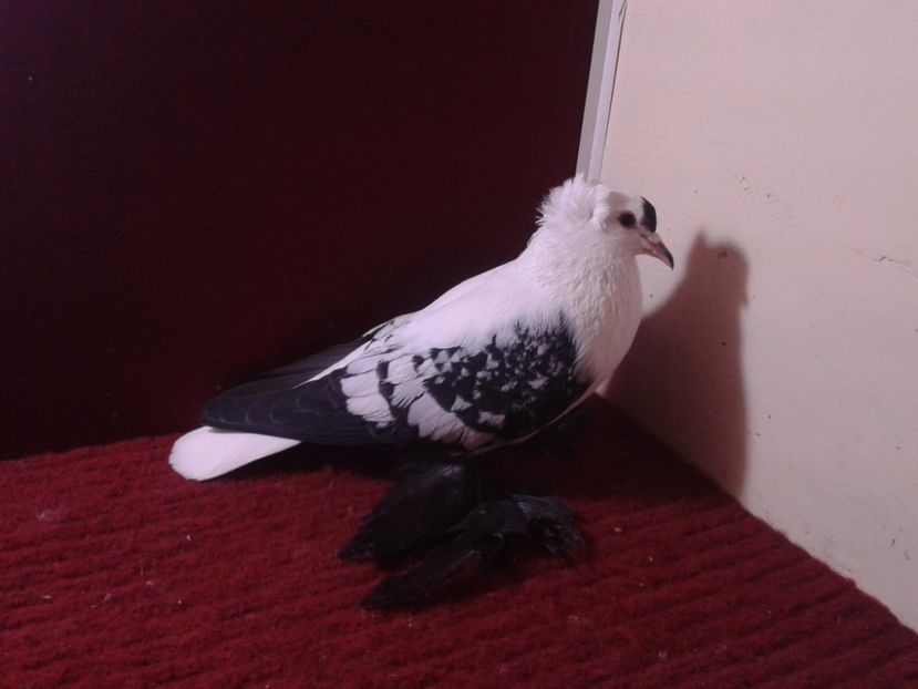 08. Mascul EE RO 18 687 - 23 Randunica de Saxonia ------------- masculi de vanzare