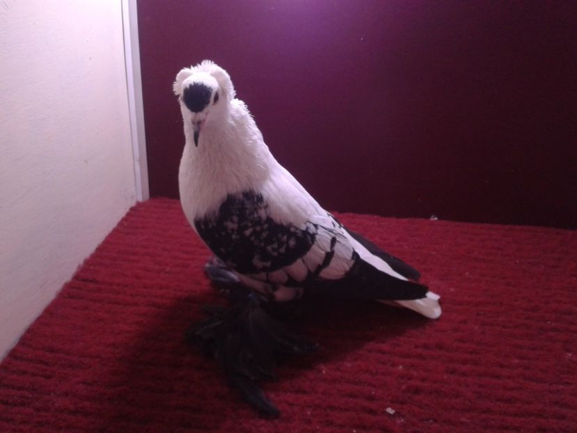 10. Mascul EE RO 18 687 - 23 Randunica de Saxonia ------------- masculi de vanzare