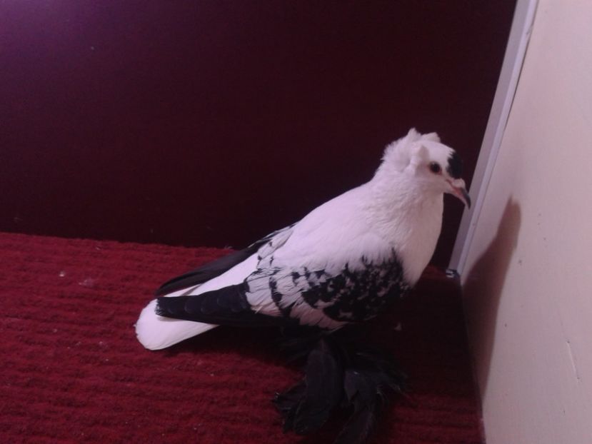 11. Mascul EE RO 18 687 - 23 Randunica de Saxonia ------------- masculi de vanzare