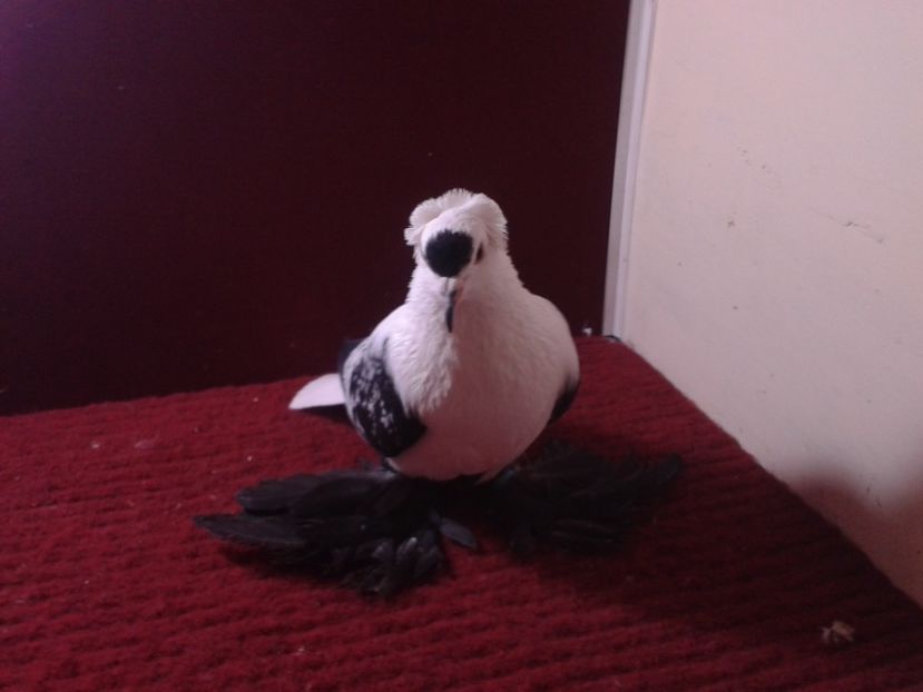 12. Mascul EE RO 18 687 - 23 Randunica de Saxonia ------------- masculi de vanzare