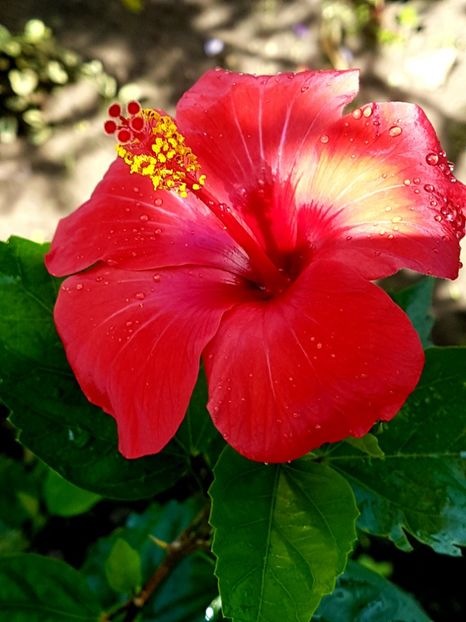  - Hibiscus 2018