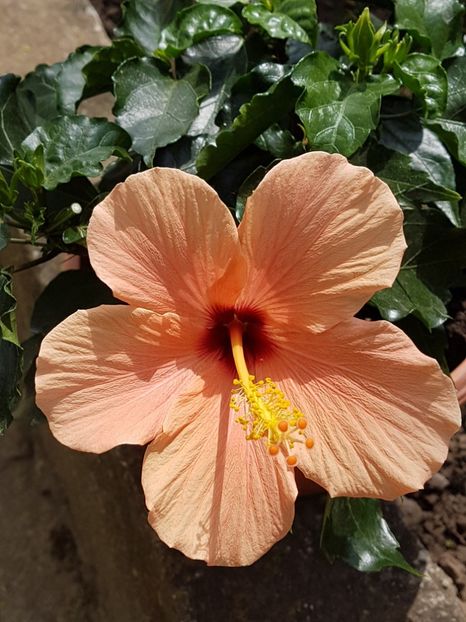 - Hibiscus 2018