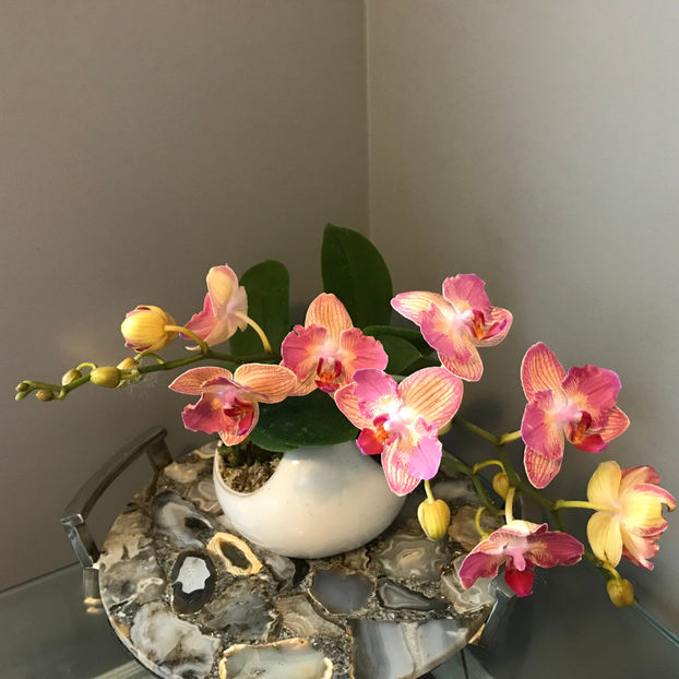  - Plante de interior 2019