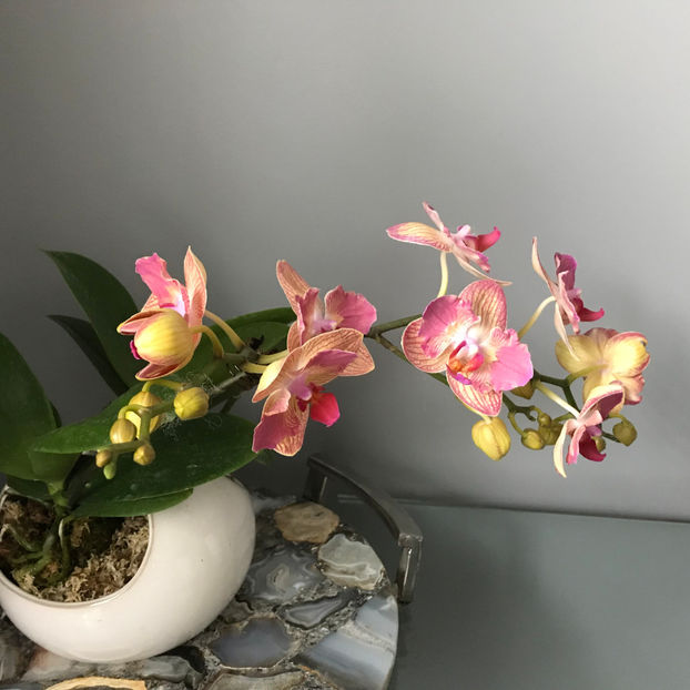  - Plante de interior 2019