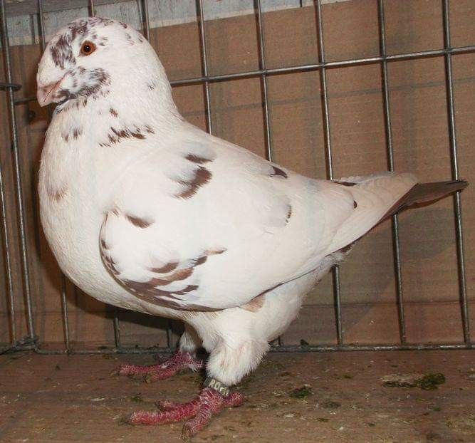  - Vânduți 2019 2020