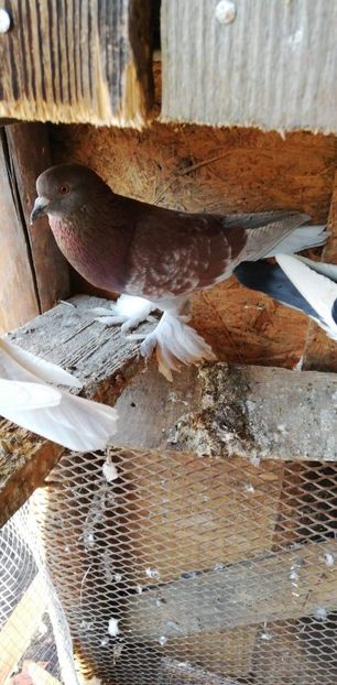 M 2018 - Por tapalagosi