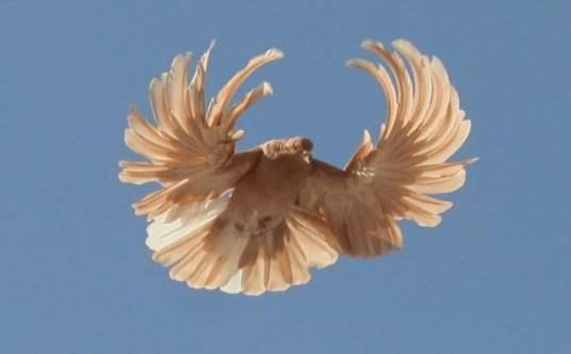 Foto  Zburători de Nikolaev - Foto Porumbei Zburători de Nikolaev