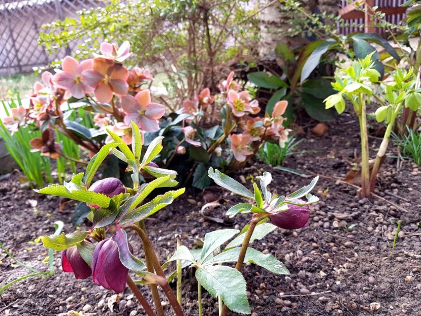 Red Lady , Merlin, Orientalis - 2019 Martie _Helleborus