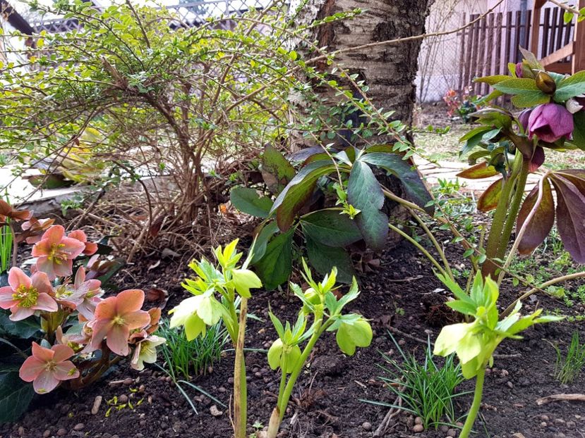 Merlin si Orientalis - 2019 Martie _Helleborus