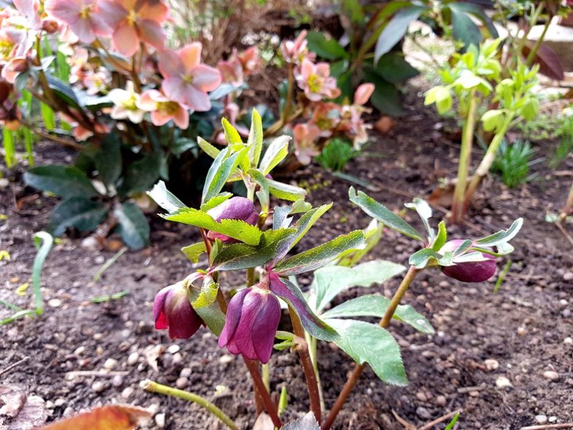 Red Lady_tibi peter - 2019 Martie _Helleborus